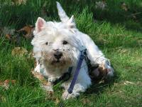 Klik op de foto voor groter formaat